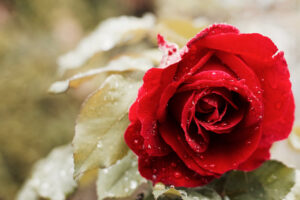 Beautiful Red Rose 4K830975643